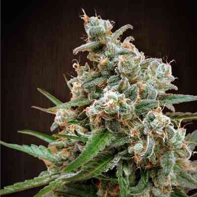 Nepalese Jam > ACE Seeds | Feminized Marijuana   |  hybrid